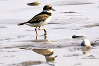 Charadrius dubius